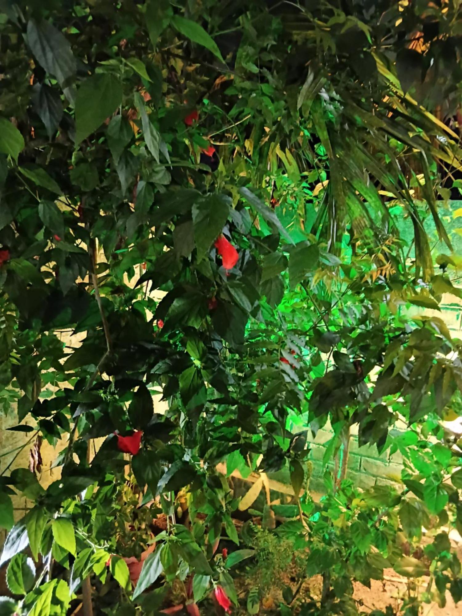 Green View Homestay 西里古里 外观 照片